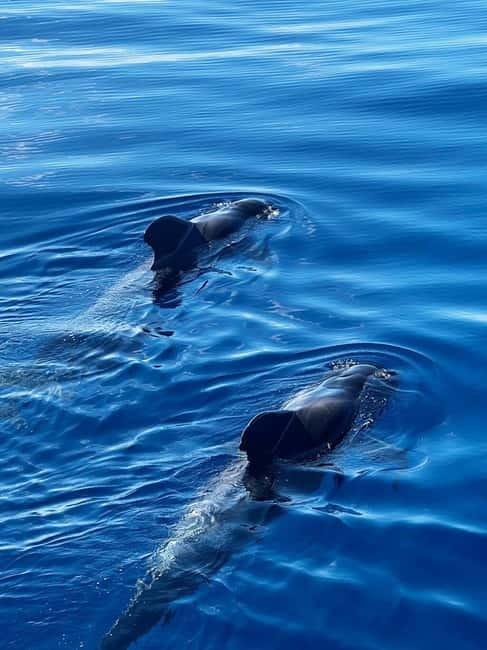 Los Cristianos: Whale Watching Cruise w/Swim Stop & Drinks - Key takeaways before you board