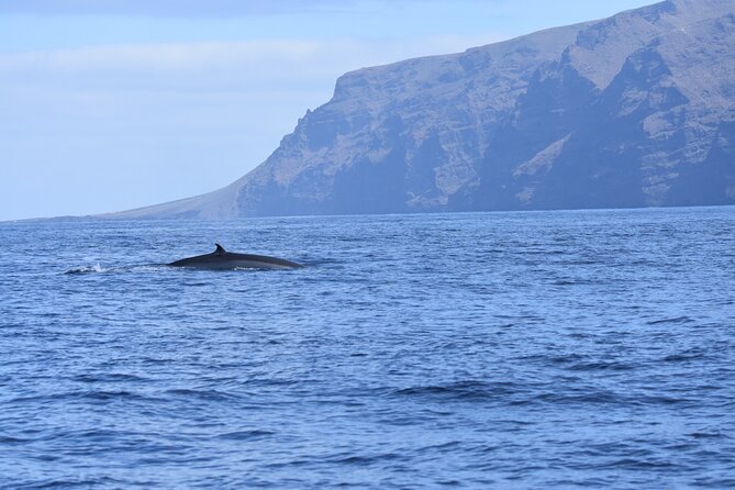 Los Gigantes Clifs Small-Group Sail Tour with Lunch - Meeting Point at Calle Poblado Marinero: How to Avoid the Stress