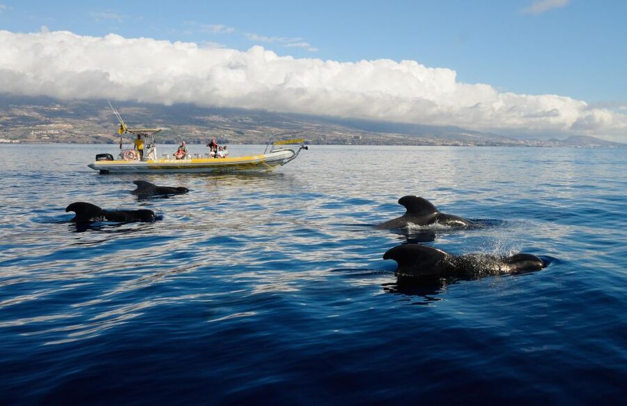 Los Gigantes: Dolphin and Whale Watching Cruise by Speedboat - Los Gigantes Speedboat to the Teno-Rasca Sanctuary: the fast start you’ll feel