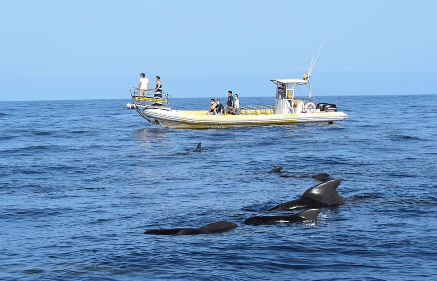 Los Gigantes: Dolphin and Whale Watching Cruise by Speedboat - How sightings work in the real world (and what you should expect)