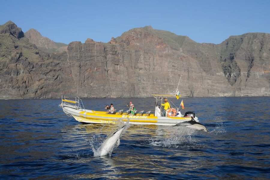 Los Gigantes: Dolphin and Whale Watching Cruise by Speedboat - The swim stop in a crystal-clear bay: your best reset on a 2-hour trip