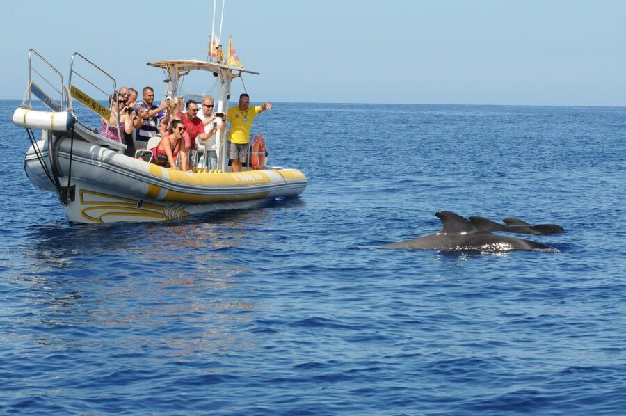 Los Gigantes: Dolphin and Whale Watching Cruise by Speedboat - What to know before you go: small rules that matter