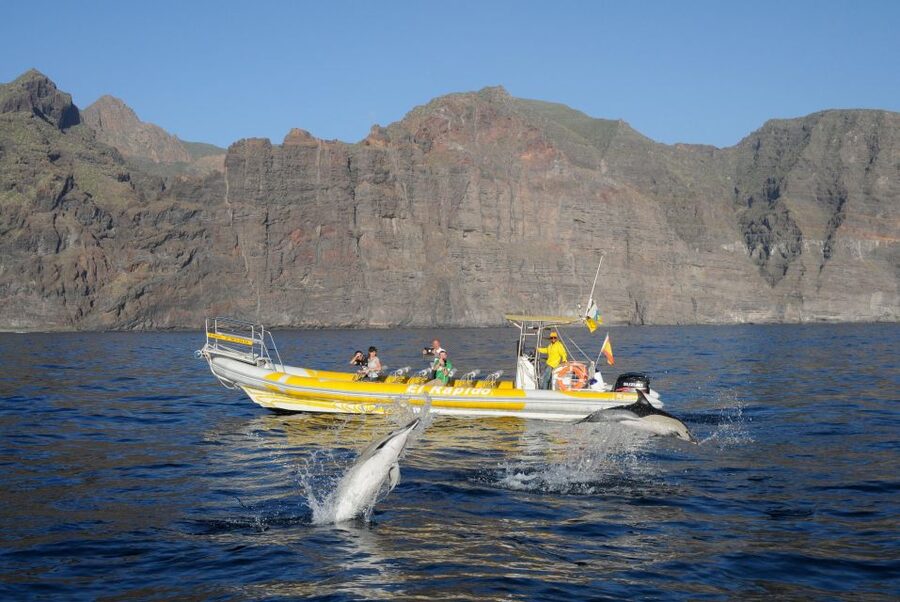 Los Gigantes: Dolphin and Whale Watching Cruise by Speedboat - Should you book Los Gigantes Dolphin and Whale Watching by Speedboat?