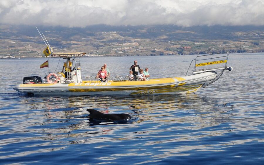 Los Gigantes: Dolphin and Whale Watching Cruise by Speedboat - Cruising beside Masca and Los Gigantes cliffs at speed
