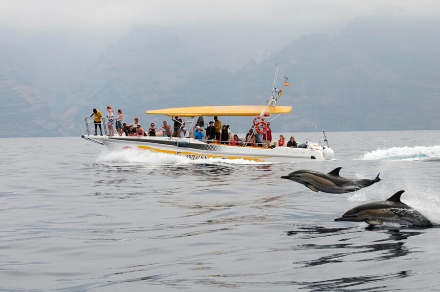 Los Gigantes: Dolphin & Whale Watching Cruise with Swim Stop - The 2-hour timeline: harbor to sanctuary to swim