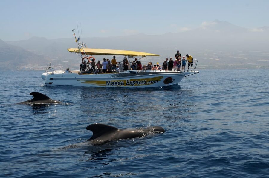 Los Gigantes: Dolphin & Whale Watching Cruise with Swim Stop - The Los Gigantes and Masca cliff moments you’ll keep thinking about