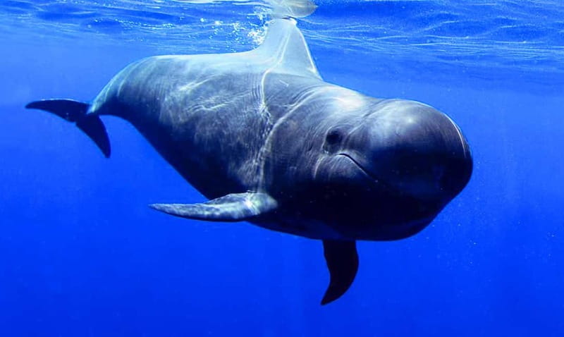 Los Gigantes: Dolphin & Whale Watching Tour on a Pirate Boat - Key things to know before you go
