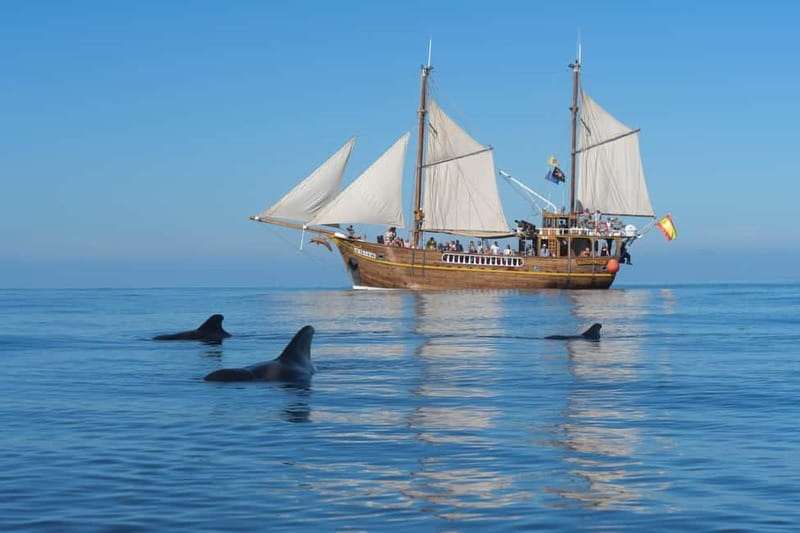 Los Gigantes: Dolphin & Whale Watching Tour on a Pirate Boat - Pirate-Boat Energy on the Water in Los Gigantes