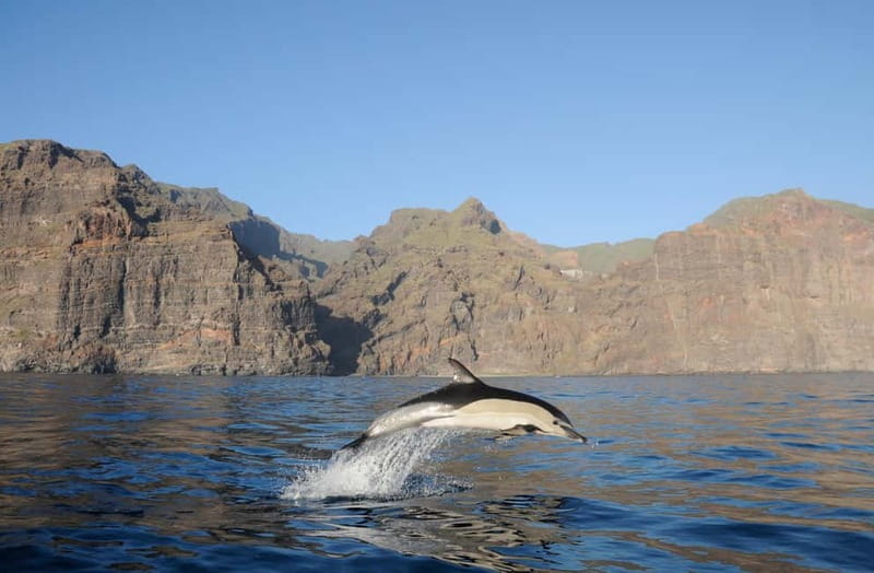 Los Gigantes: Dolphin & Whale Watching Tour on a Pirate Boat - The 2–3 Hour Rhythm: Wildlife Search, Cliffs, Swim Stop