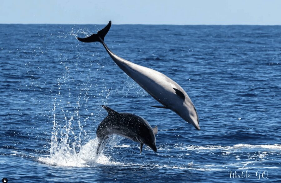 Los Gigantes: Dolphin & Whale Watching Tour on a Pirate Boat - Wildlife Odds: What You Can Spot and Why Conditions Matter