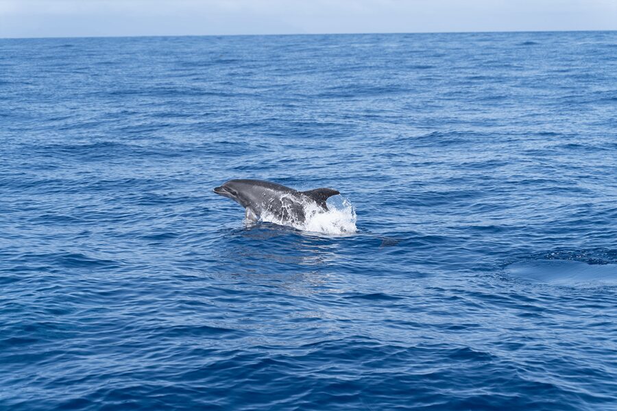 Los Gigantes: Sailing Excursion with Swimming, Drink & Tapas - A 3-Hour Plan That Actually Works on Tenerife