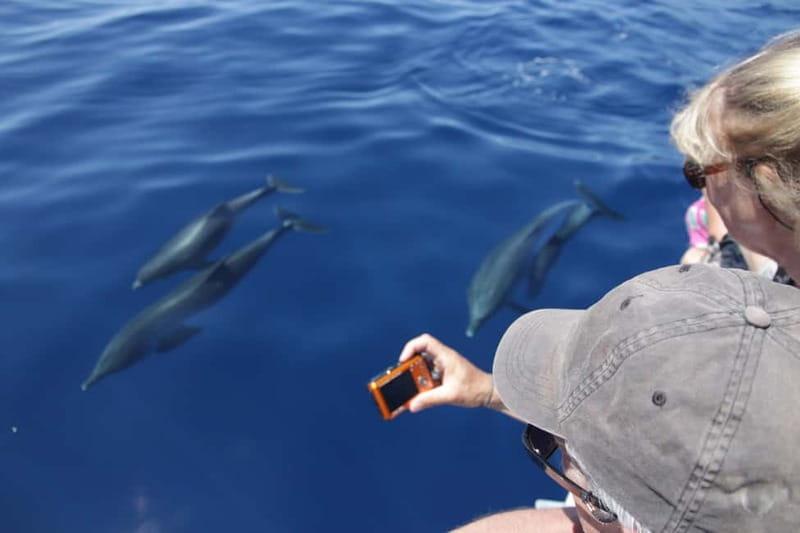 Los Gigantes: Whale or Dolphin Watching Tour and Swim in Masca - Key things that make this tour worth your time