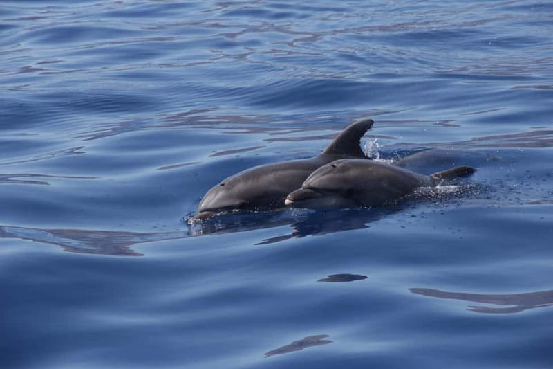 Los Gigantes: Whale or Dolphin Watching Tour and Swim in Masca - The return ride: cliffs, slow views, and a different perspective