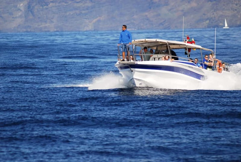 Los Gigantes: Whale or Dolphin Watching Tour and Swim in Masca - The $33 question: value for what you actually get
