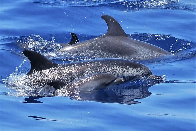 Los Gigantes Whale Watching Charter by Sail Boat - Key reasons this charter gets such strong marks