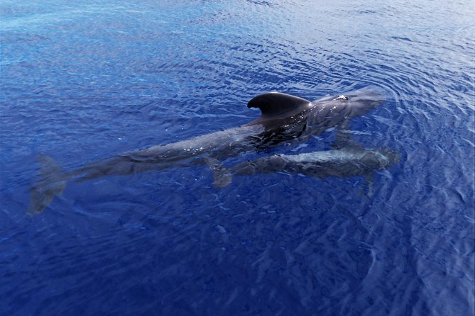 Los Gigantes Whale Watching Charter by Sail Boat - Whale watching odds, and what to do when sightings slow down