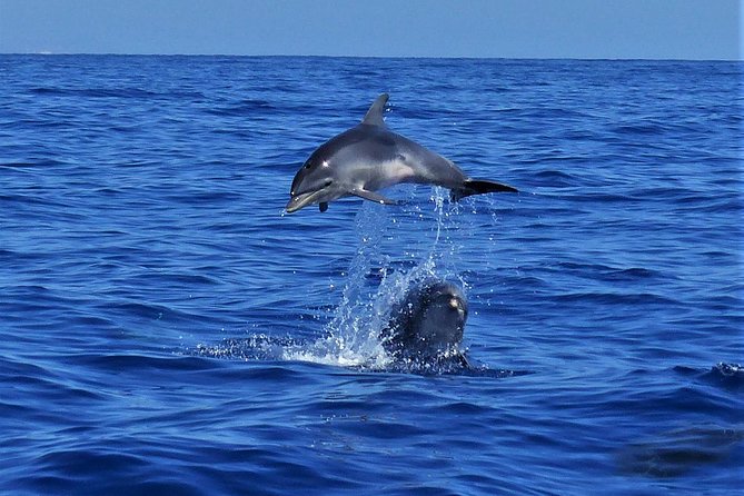 Los Gigantes Whale Watching Charter by Sail Boat - Language and guide setup: English is offered, with one caveat