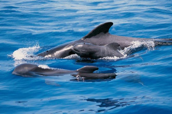 Luxury 3 Hour Yacht Private Charter - Key things to know before you go