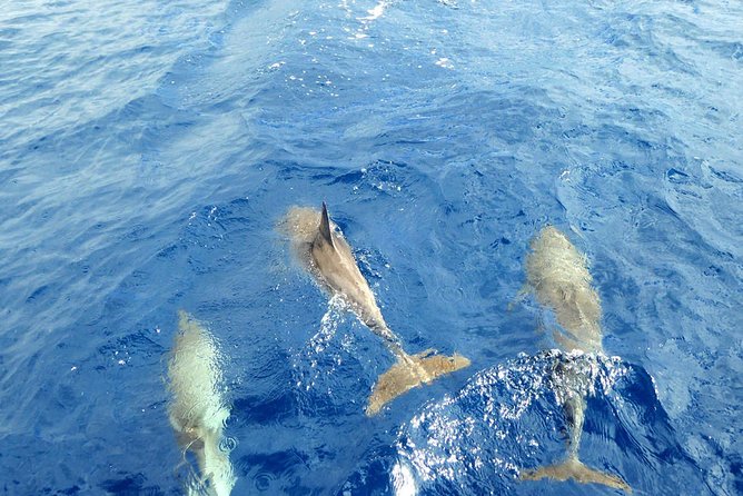 Luxury Opera 60 Whale & Dolphin Watching Experience - Timing and how the 3 hours usually feels