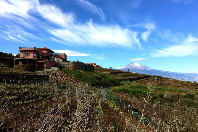 Mount Teide and Tenerife North with Food & Wine Tasting Private Tour - Wine value: the half-bottle-per-person feel