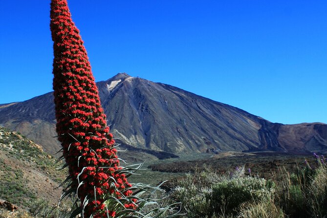 Mount Teide Quad Day Trip in Tenerife National Park - Who Can Drive (and Who Can Ride as a Passenger)