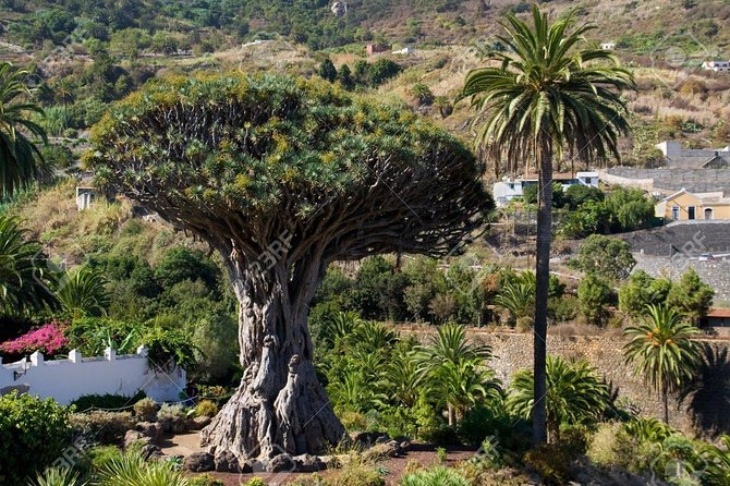 Mt. Teide and Masca Valley Tour in Tenerife - Garachico’s lava coast: the quieter payoff stop