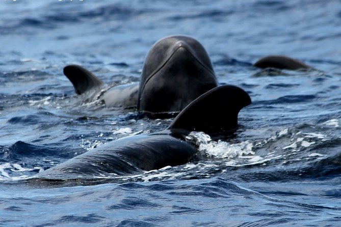 No chase Whale & Dolphin tour putting Marine Life first - we care - No chase policy: the responsible choice that changes what you’ll see