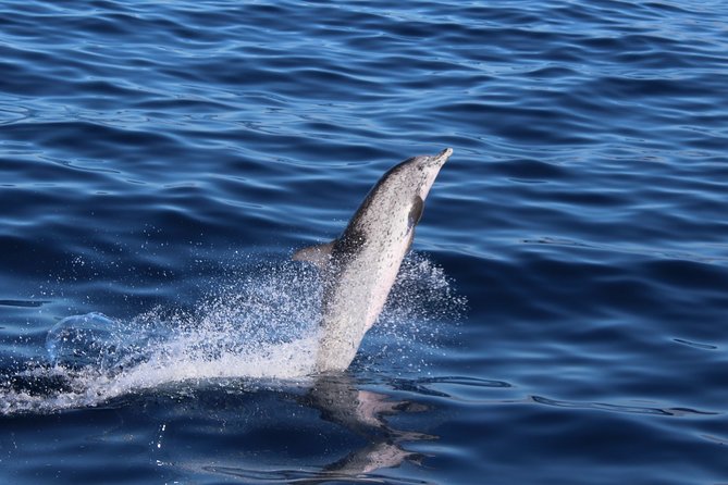 No chase Whale & Dolphin tour putting Marine Life first - we care - Who leads the watch: marine specialists and on-board explanations