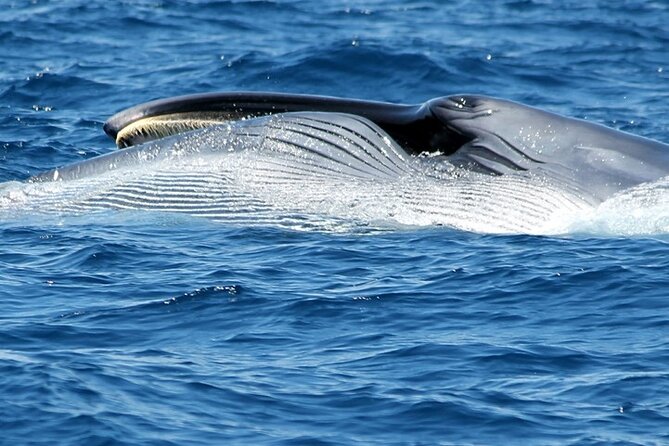 No chase Whale & Dolphin tour putting Marine Life first - we care - Practical tips that make your 2-hour trip smoother
