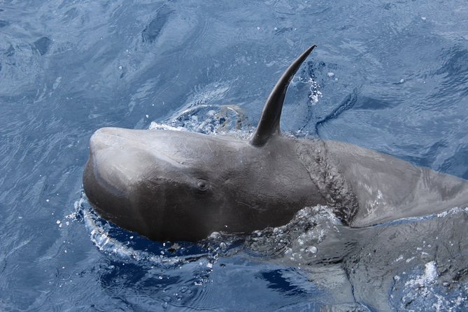 No chase Whale & Dolphin tour putting Marine Life first - we care - Who should book this, and who might prefer a different style