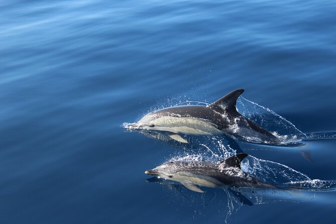No chase Whale & Dolphin tour putting Marine Life first - we care - What you can realistically spot off Los Cristianos