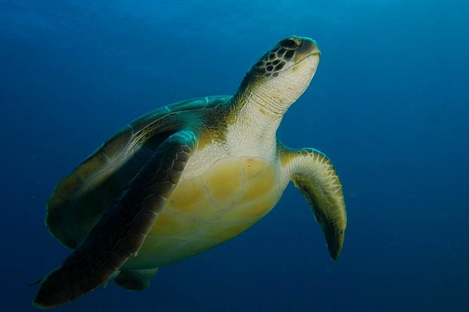 PADI Advanced Open Water Diver Course (AOWD) - 2 days - Key things to know before you go