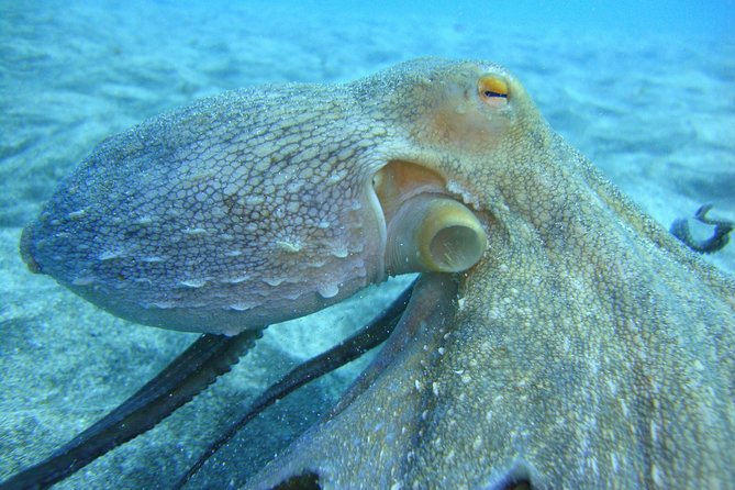 PADI Open Water Course in Costa Adeje - Key highlights worth knowing