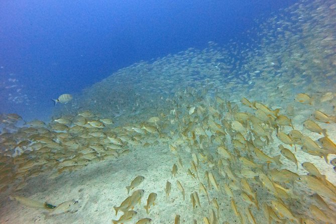 PADI Open Water Course in Costa Adeje - Open-water boat outings: 4 sessions focused on real practice and marine life