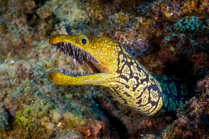 PADI Open Water course in Playa de las Americas - Playa de las Américas: A Practical Base for Getting Certified