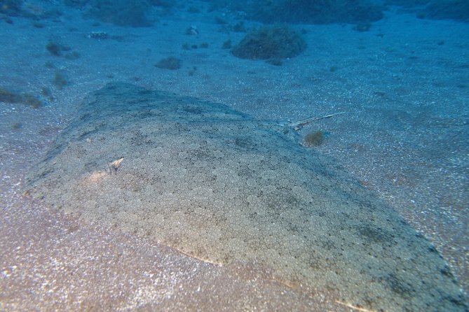 PADI Open Water Diver Course (OWD) - 2.5 days - Entering Scubanana’s world in Radazul