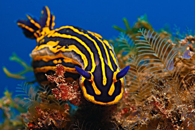 PADI Open Water Diver Course (OWD) - 2.5 days - First stop: gearing up and learning the weird-but-important stuff