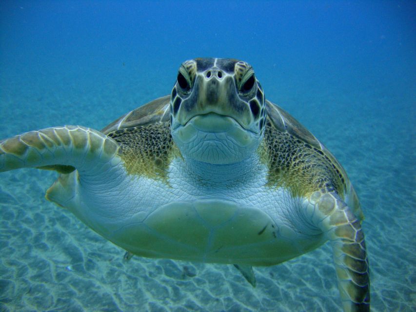 PADI Open Water Diving Course Tenerife - Key takeaways before you go