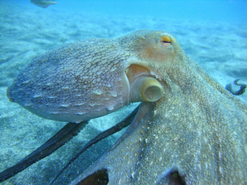 PADI Open Water Diving Course Tenerife - Day 1: instructor meet-and-greet and the theory you actually need