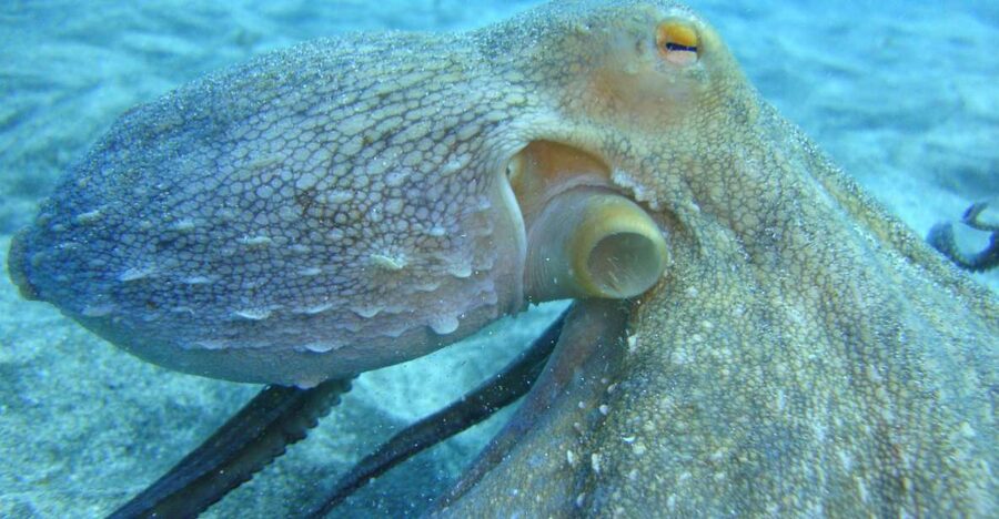 PADI Open Water Diving Course Tenerife - Open-water sessions 1 and 2 (Day 2): your first real tests, with support