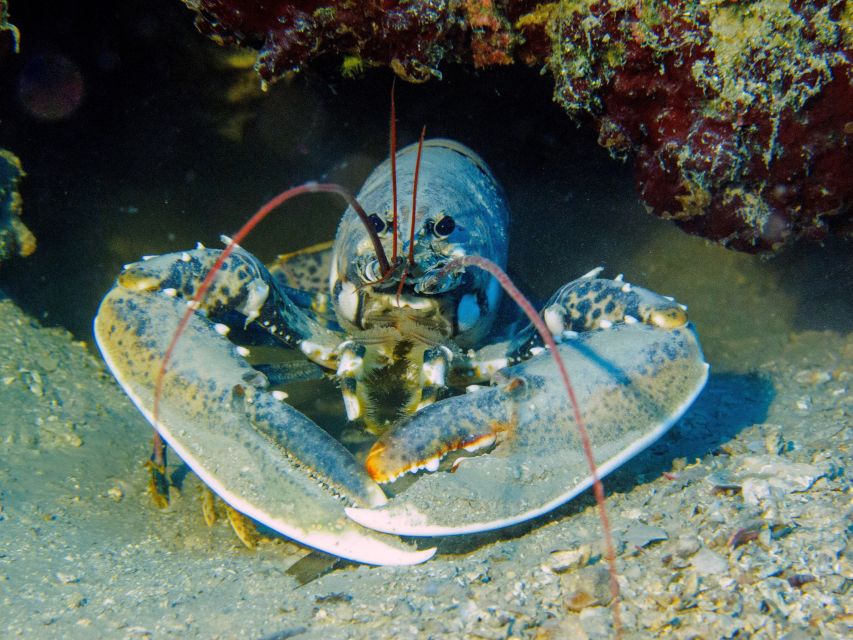 PADI Open Water Diving Course Tenerife - Certification: your PADI credential and what it means for future trips