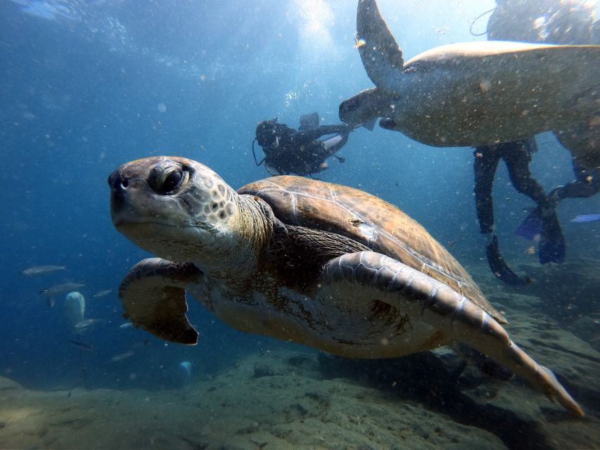 PADI Open Water Diving Course Tenerife - Why the instruction quality matters more than the marketing