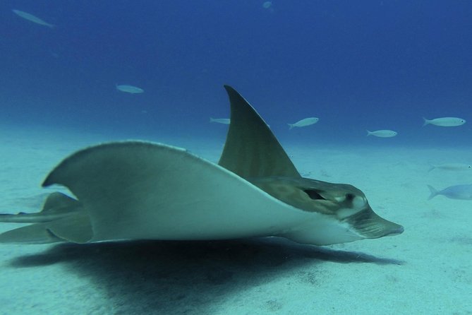 PADI ReActivate, Refresh your scuba skills! - Scubanana, the 9:00 am start, and a smooth Radazul base