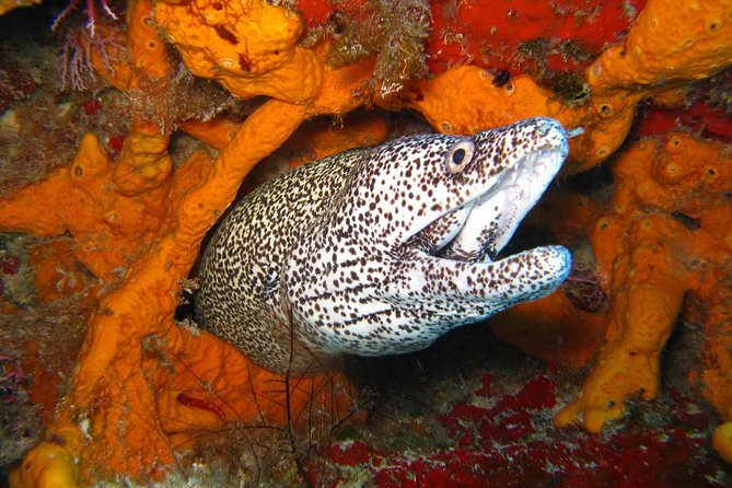 PADI Scuba Dive Course in Costa Adeje - Price and Time: Is $300.67 Worth It?
