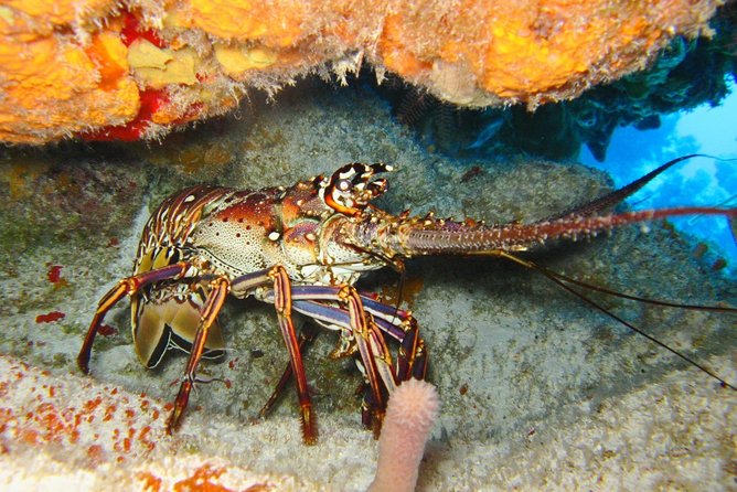 PADI Scuba Dive Course in Costa Adeje - Weather, What Can Change, and Why That Matters