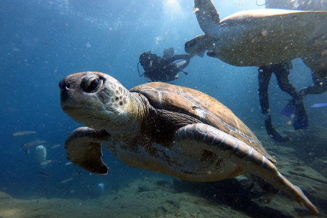PADI Scuba Dive Course in Costa Adeje - Upgrade to Full Open Water: Keeping Your Options Open