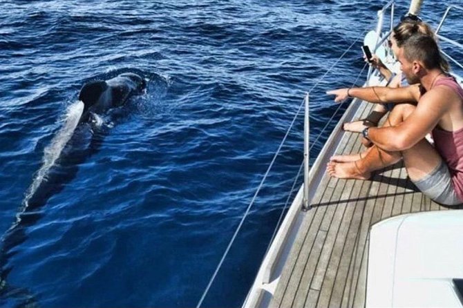 Premium All Inclusive Whale & Dolphin Watching Experience - Key things I’d focus on before you book