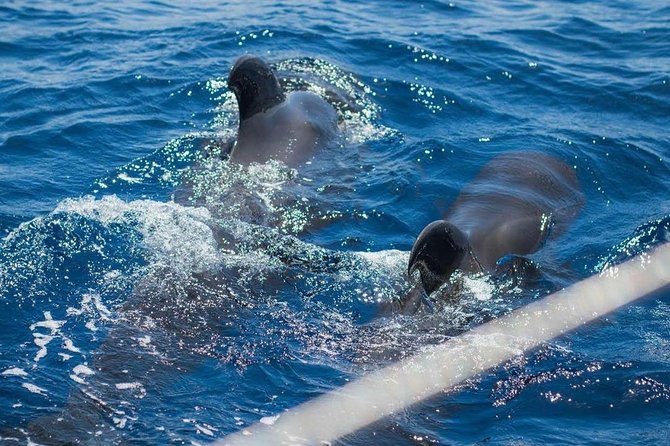 Premium All Inclusive Whale & Dolphin Watching Experience - Why Tenerife’s South Coast Works for Whale Watching
