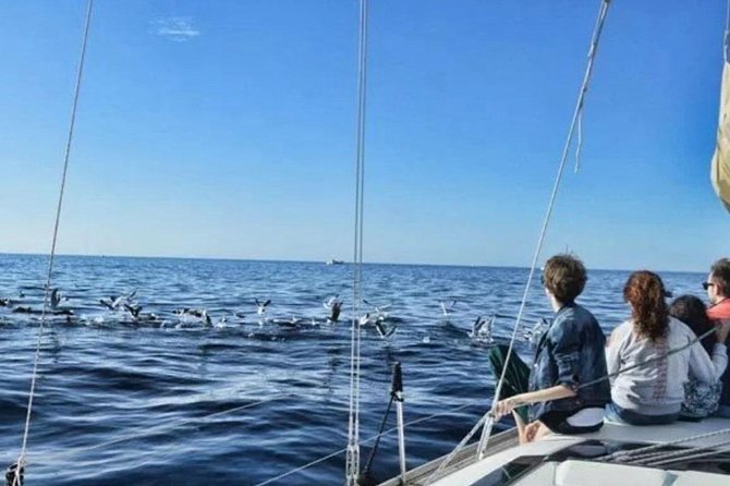 Premium All Inclusive Whale & Dolphin Watching Experience - What the Skippers Do That Changes Your Chances