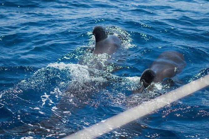 Prestigious cruiser private charter - Boat Comfort Details That Matter (To Your Back and Your Day)